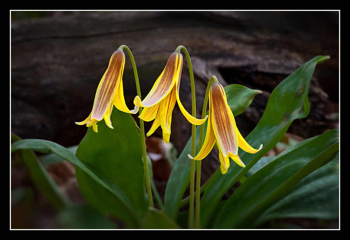 Dog Tooth Violets
