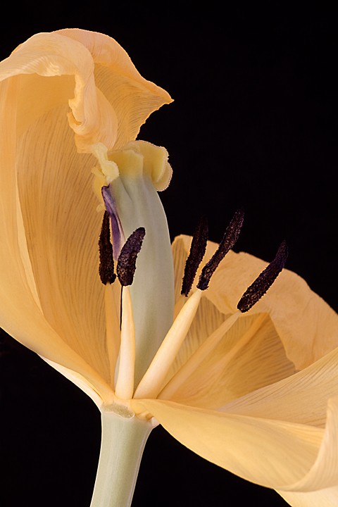 Aging Gracefully II