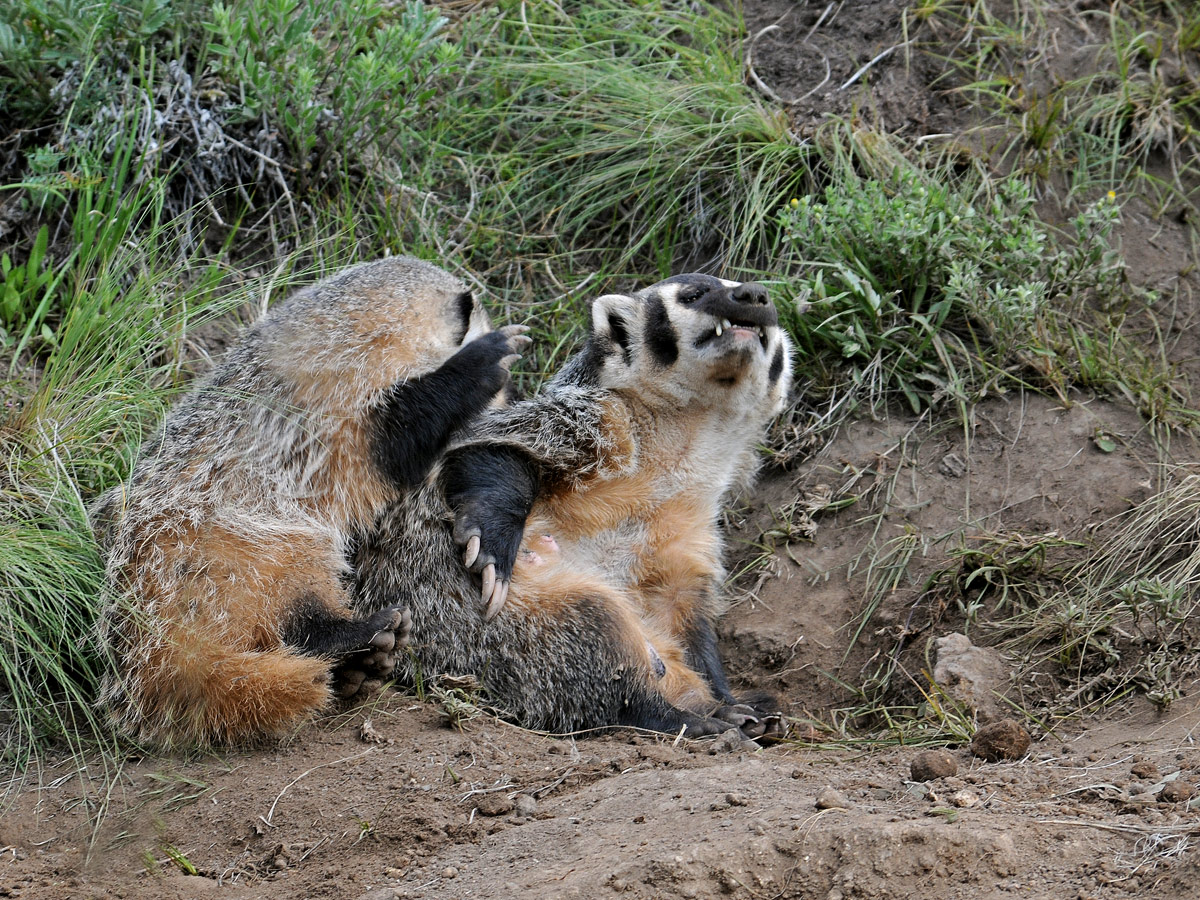 Funny Badgers