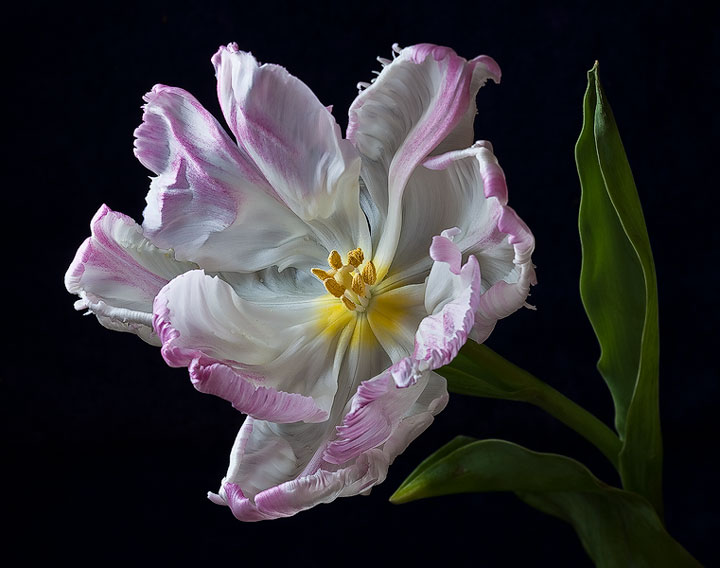 Parrot Tulip