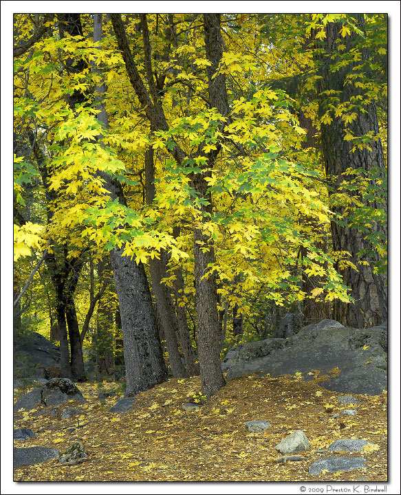 October Maples-Yosemite