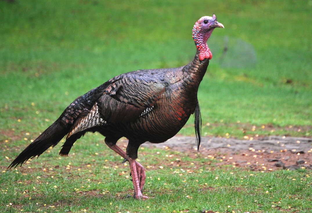 Pennsylvania Gobbler