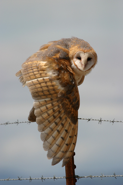 barn owl