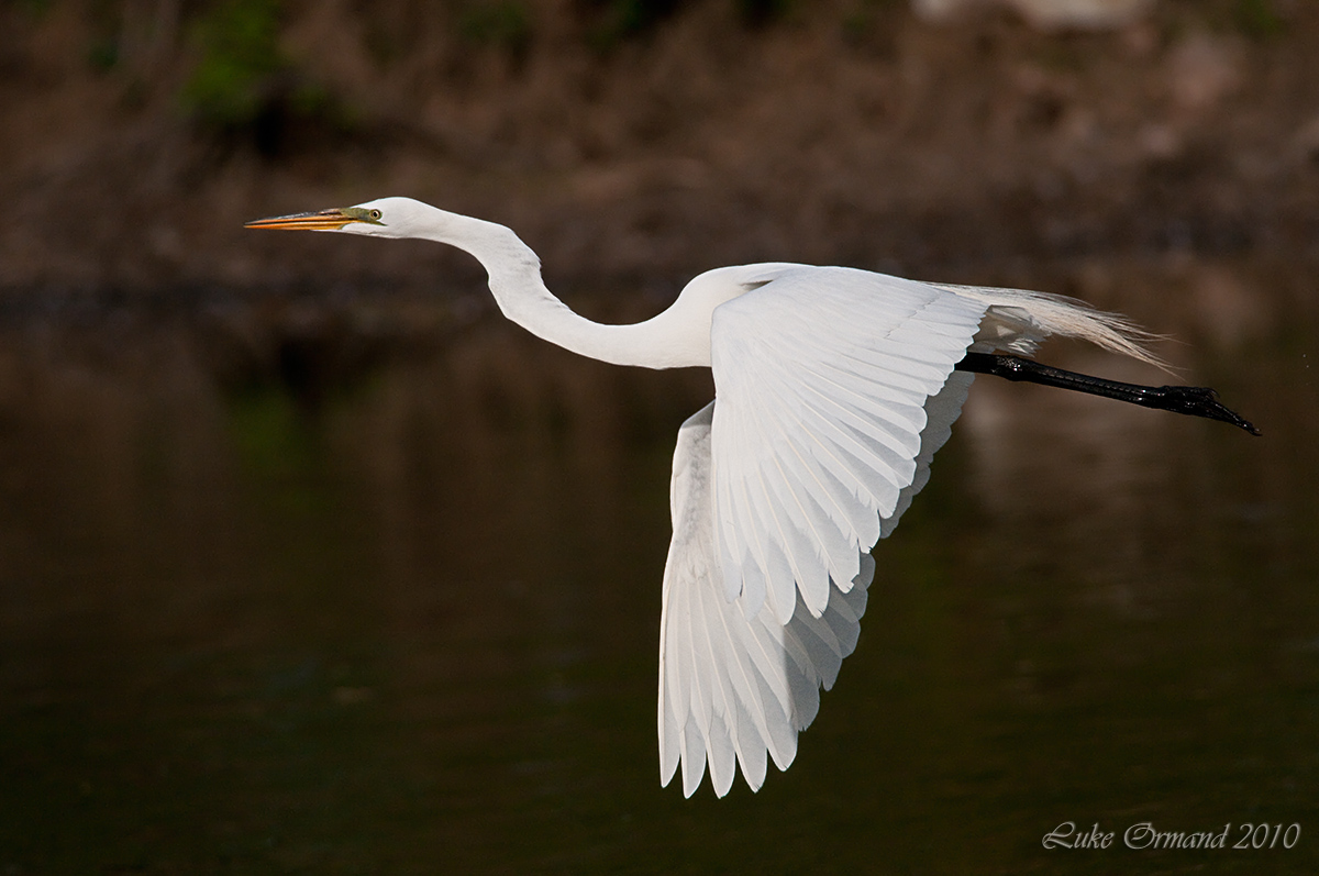 Evening Egret