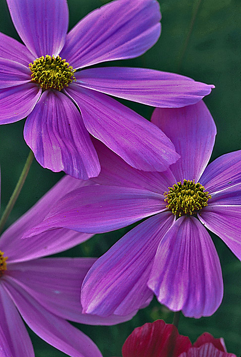 Cosmos Factory - REPOST