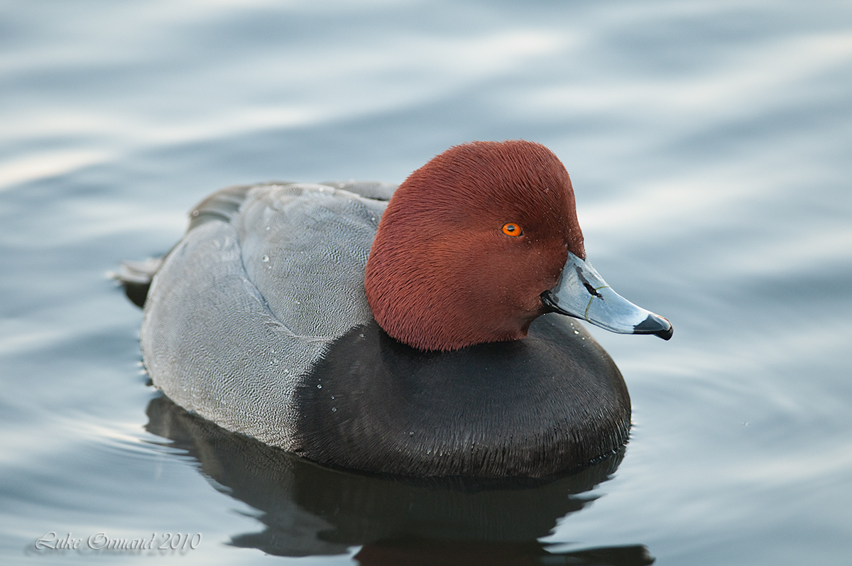 Male Redhead