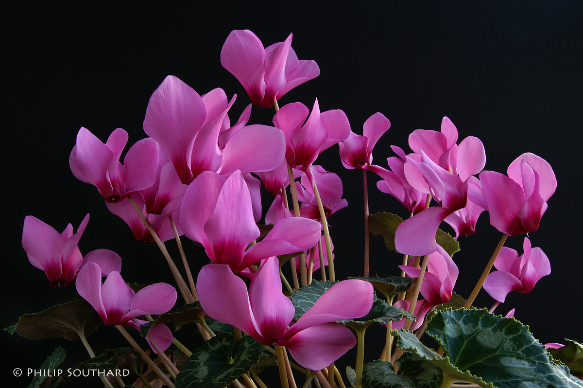 Cyclamen