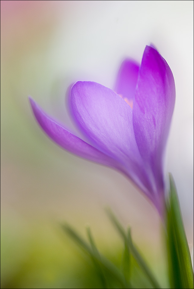 Happy Spring