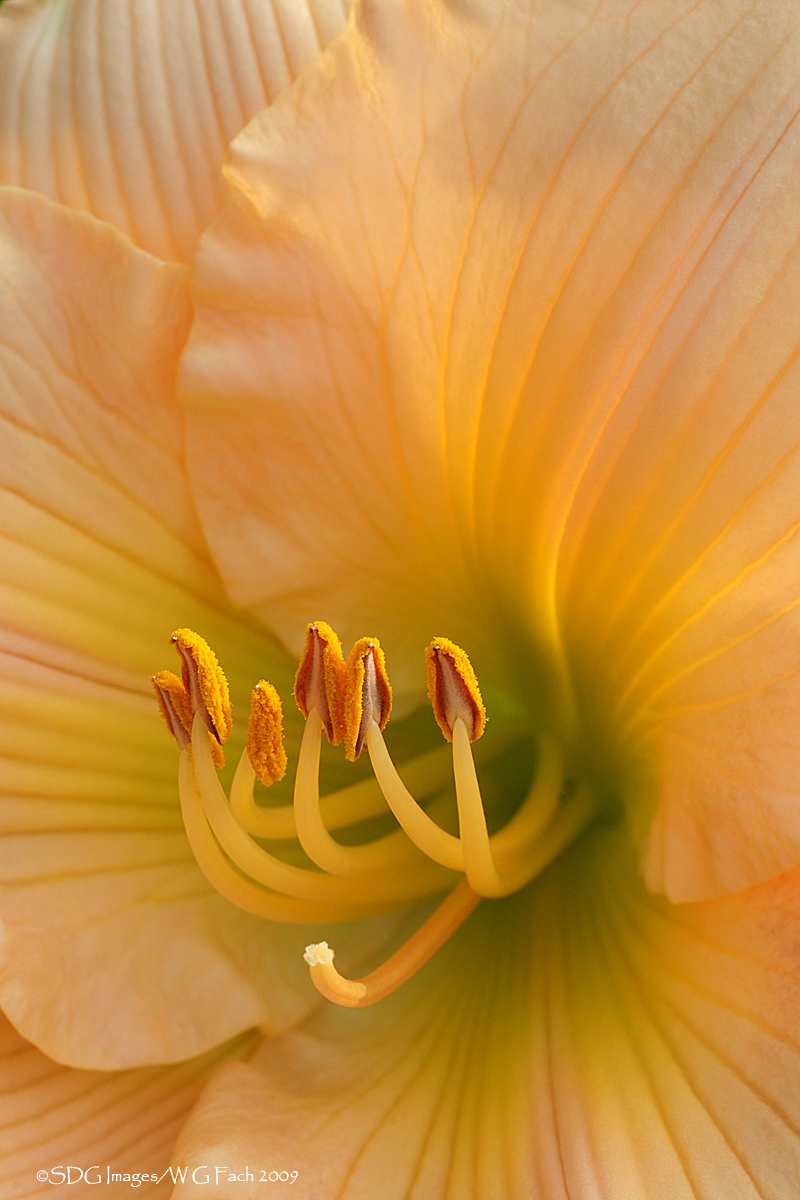 First Blush