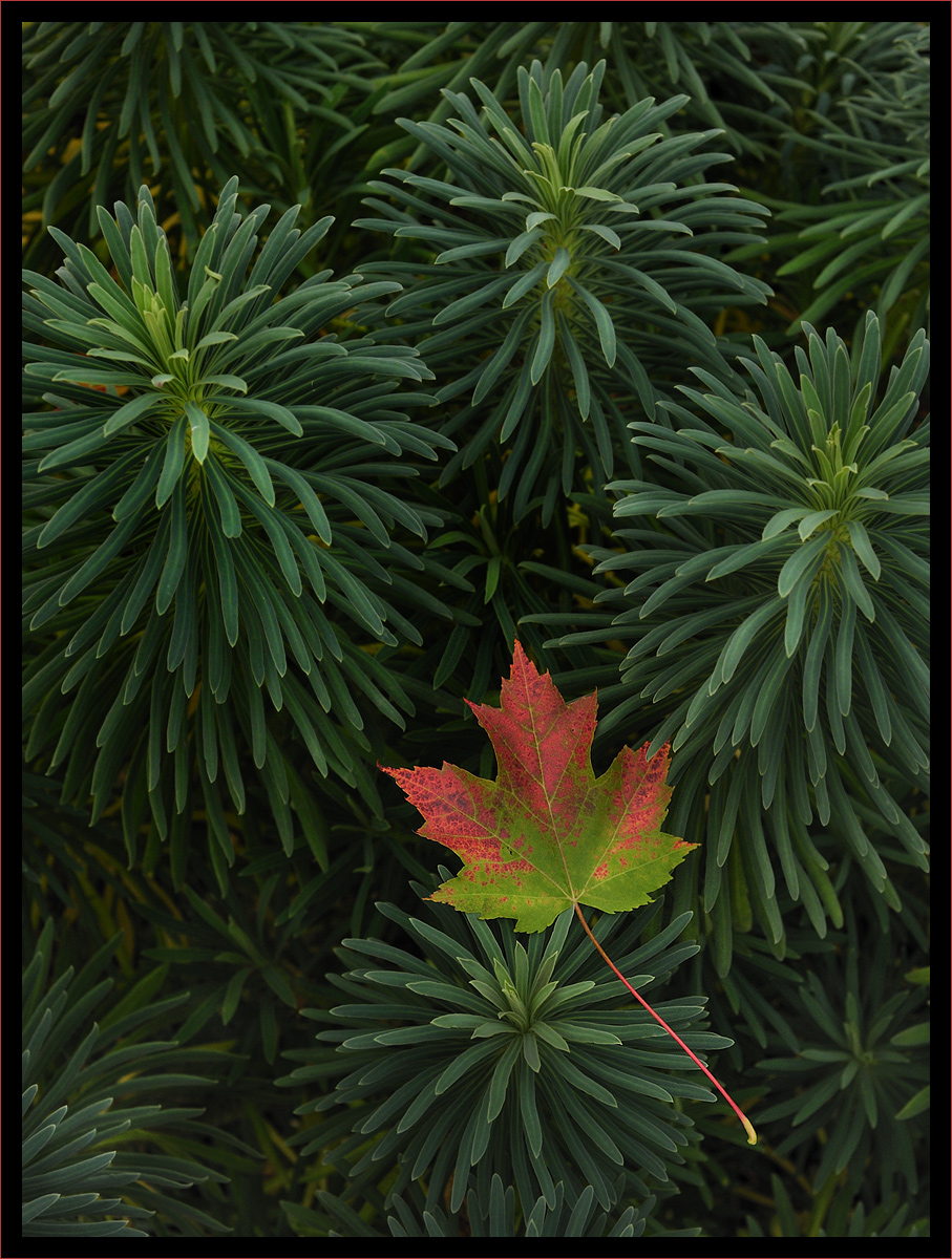 Euphorbia and Leaf