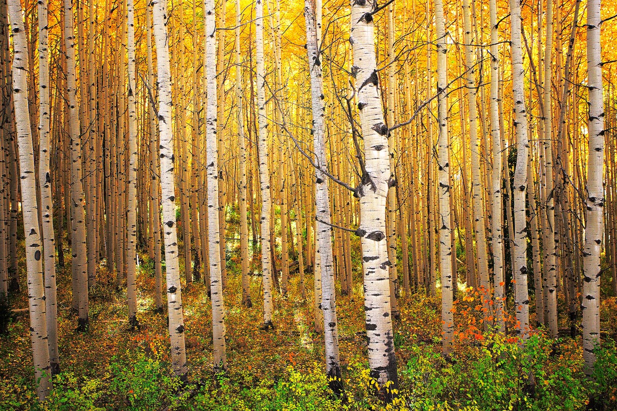 Aspen Glow