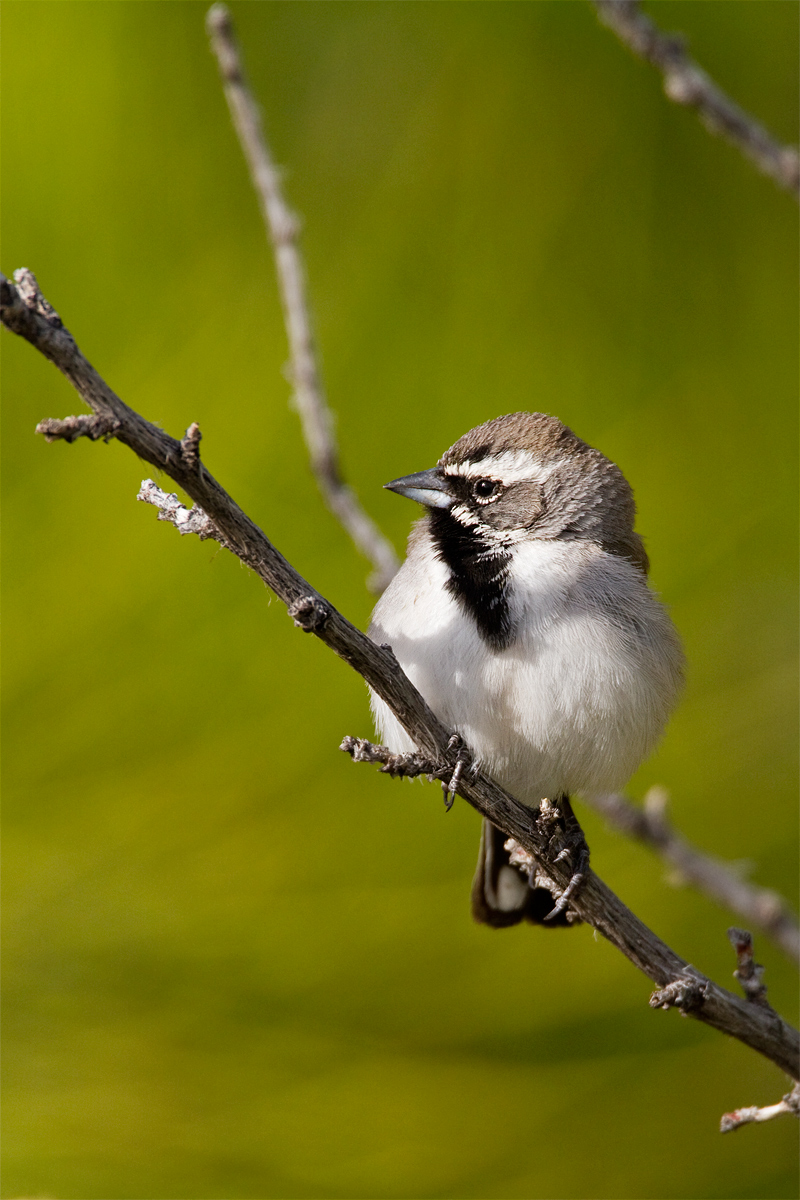 Black-throated Sparrow