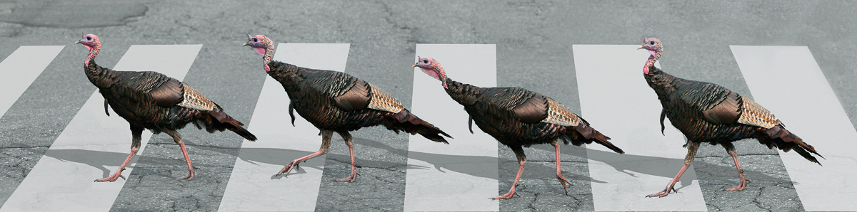 Abbey Road