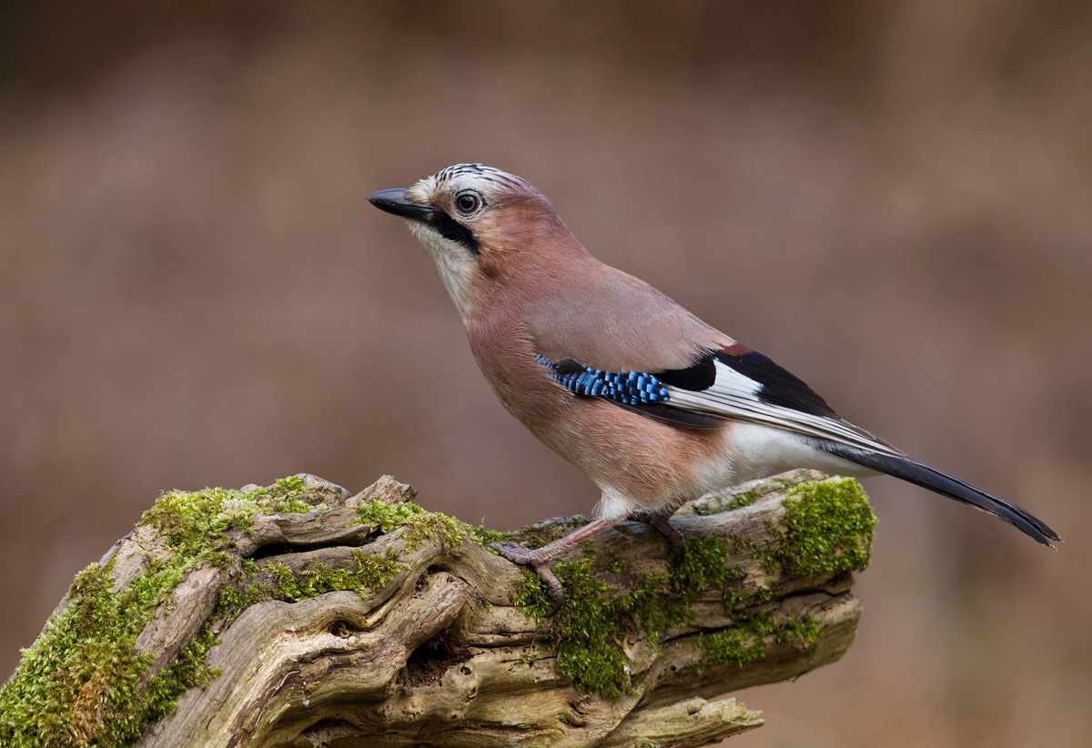Jay