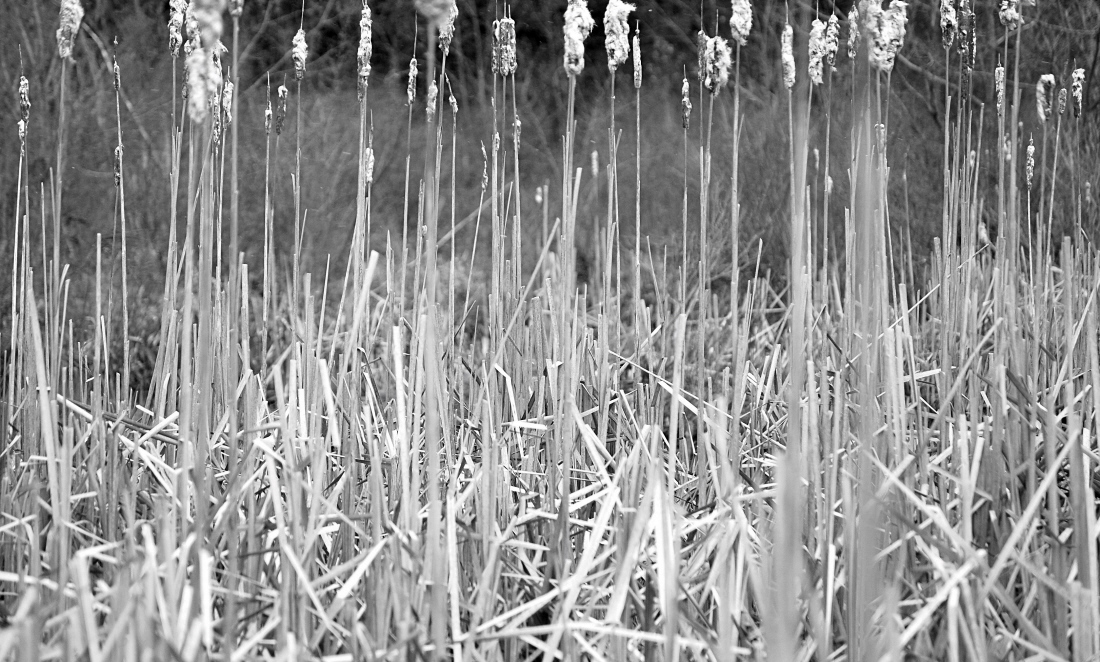 Marsh Madness