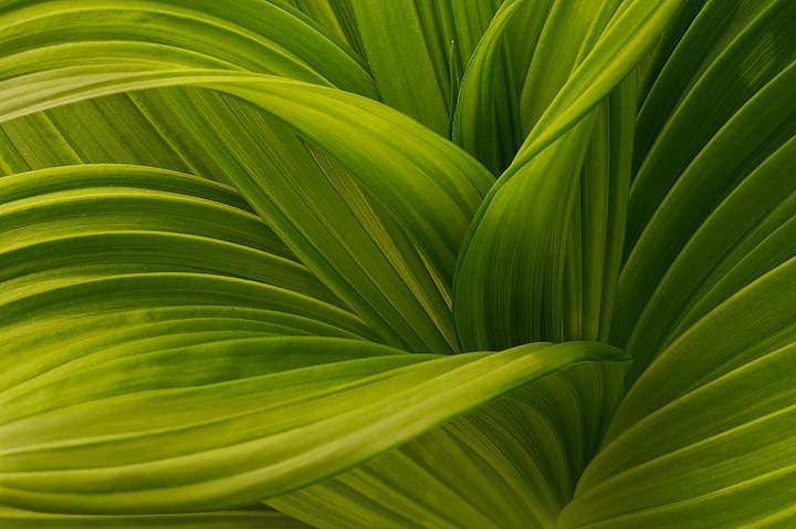 Hellebore Curves