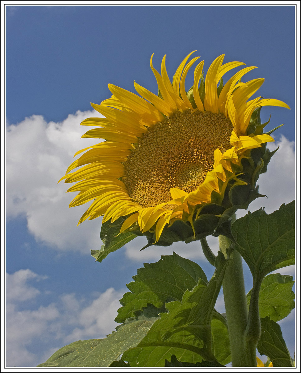 Kansas Sunshine