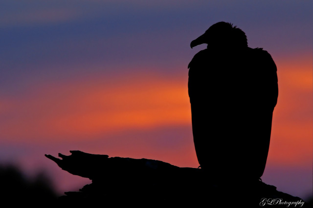 Vulture Silhouette