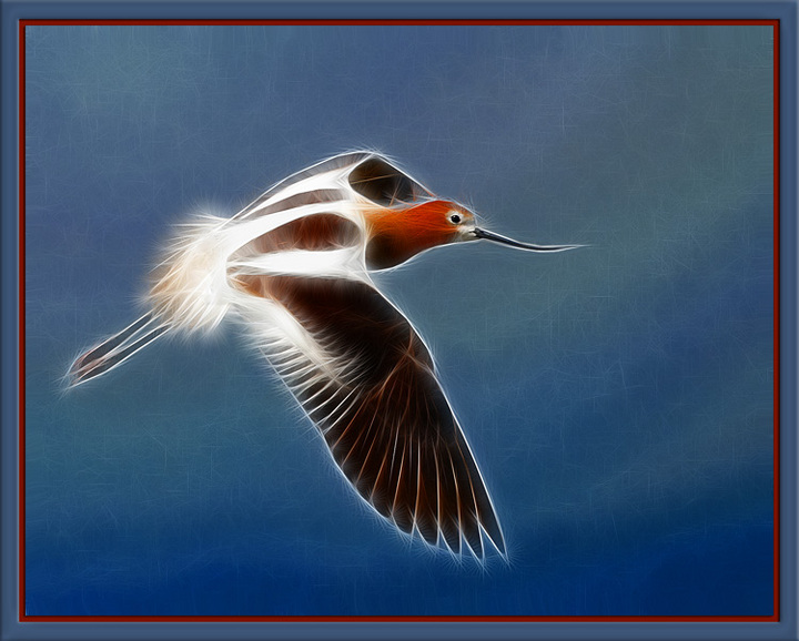 Avocet in Flight