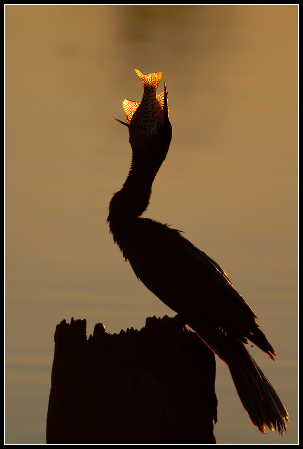 Anhinga with Crappie
