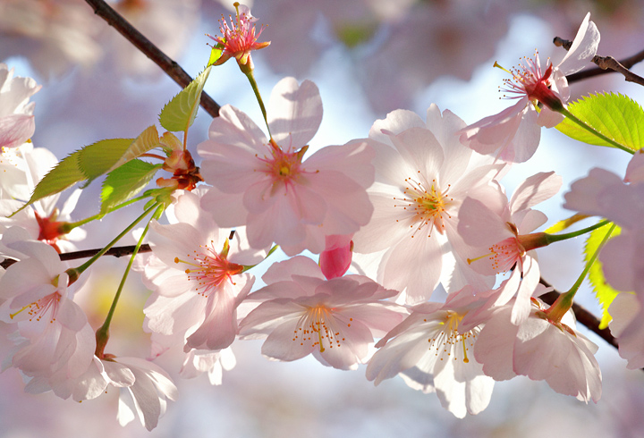 Cherry Blossoms