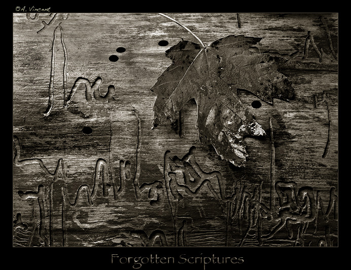 Forgotten Scriptures