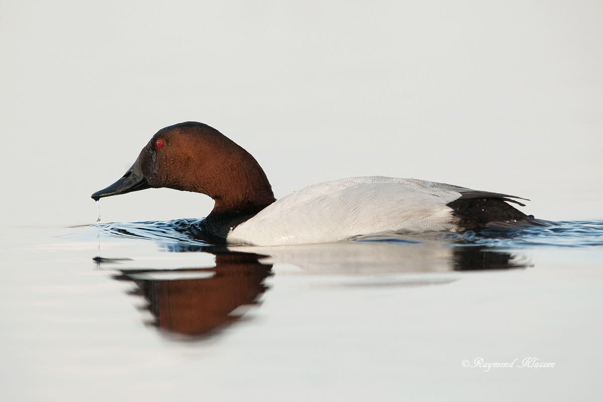 Canvasback Drake II