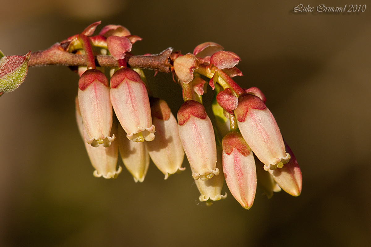 Highbush Blueberry