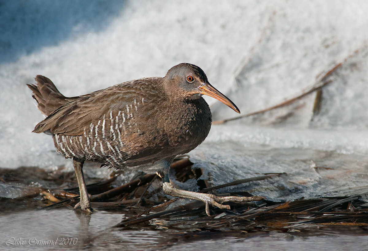 Clapper Rail
