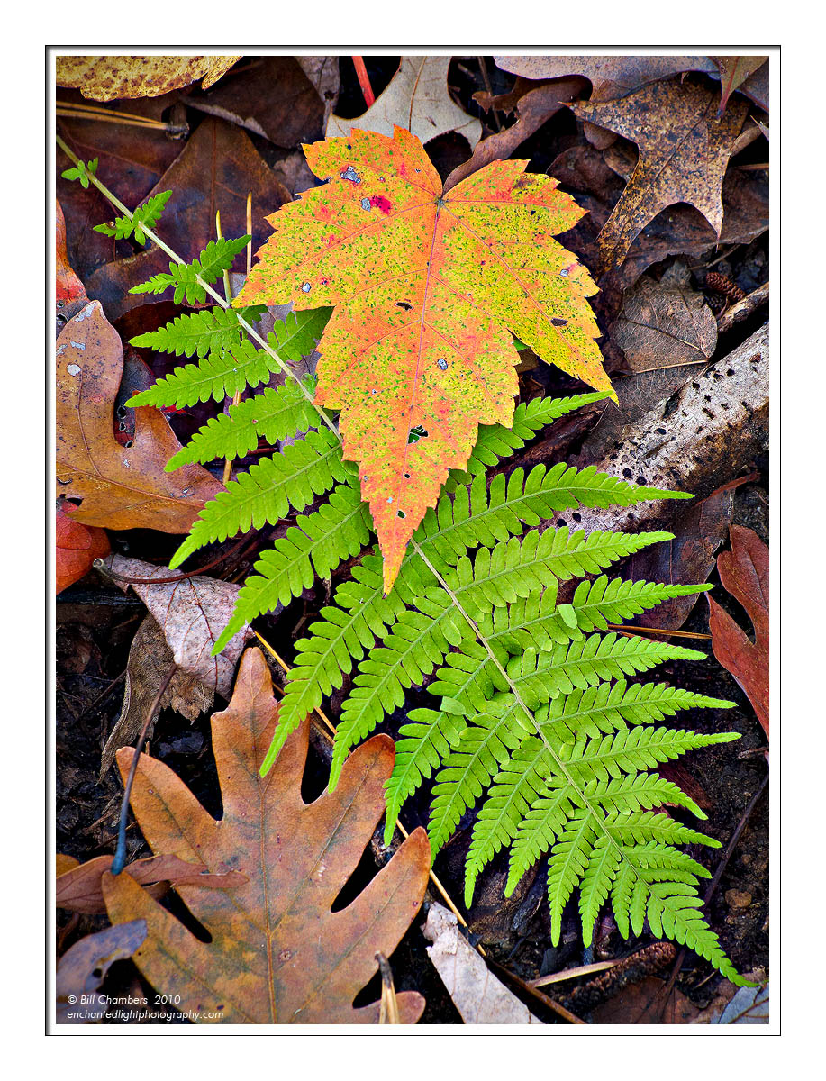 Fern & Leaf