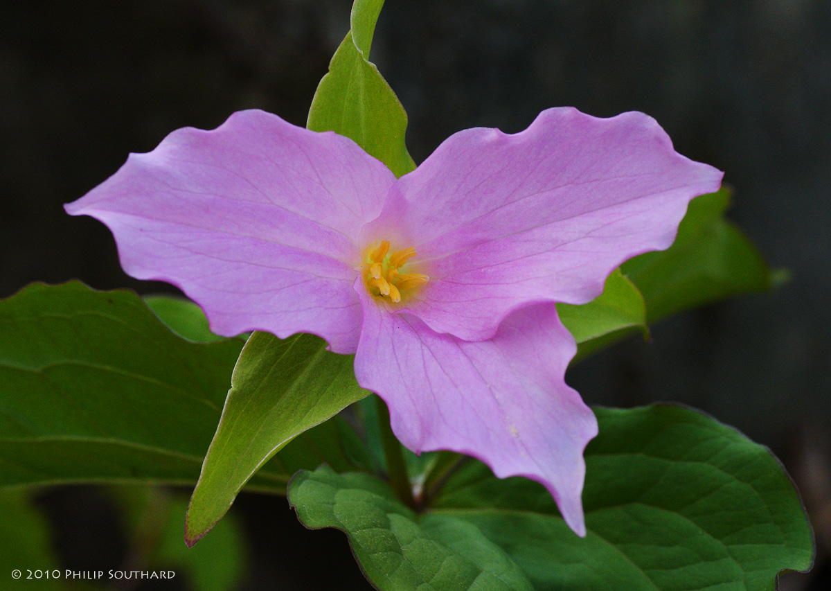 Trillium
