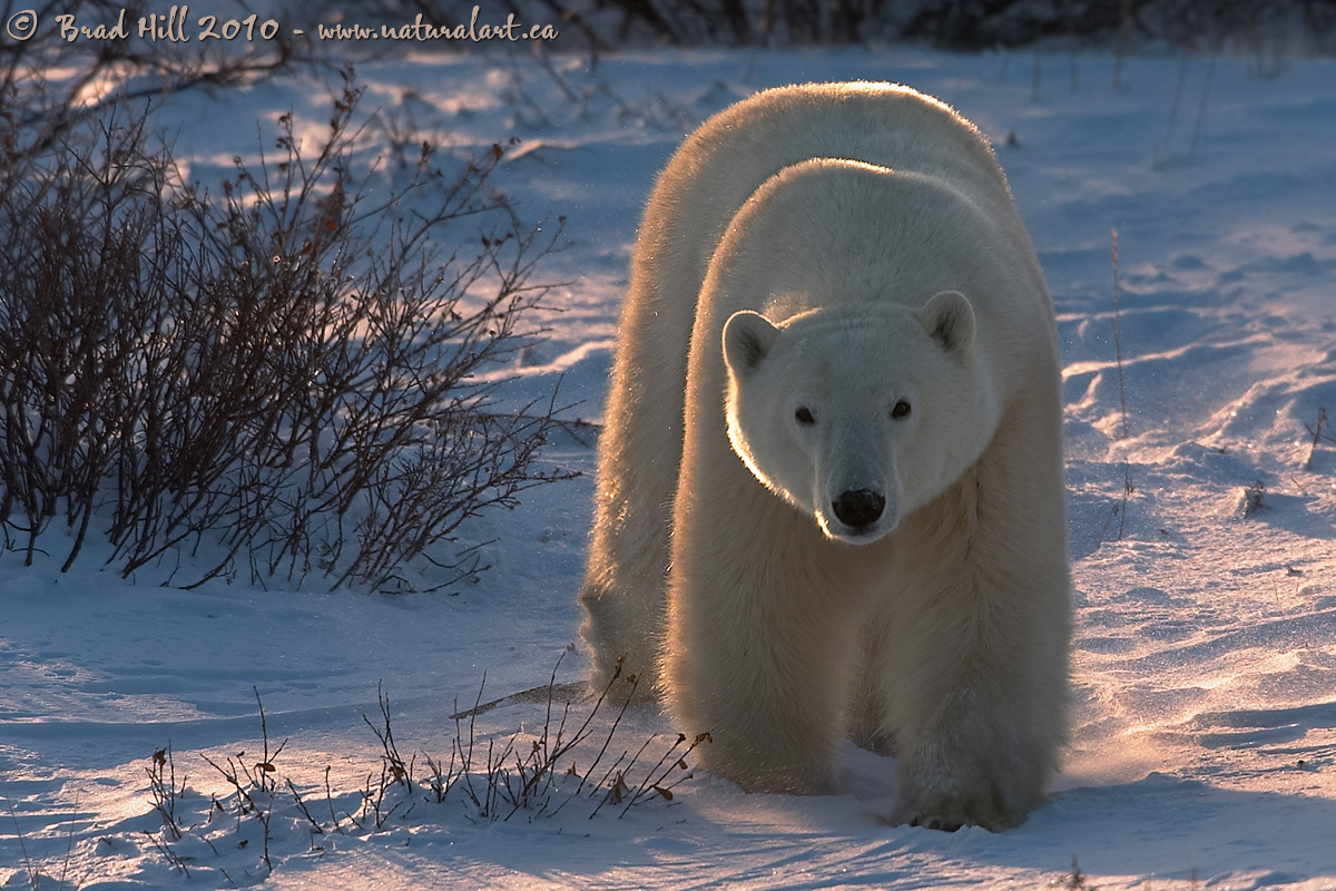 Arctic Arches...