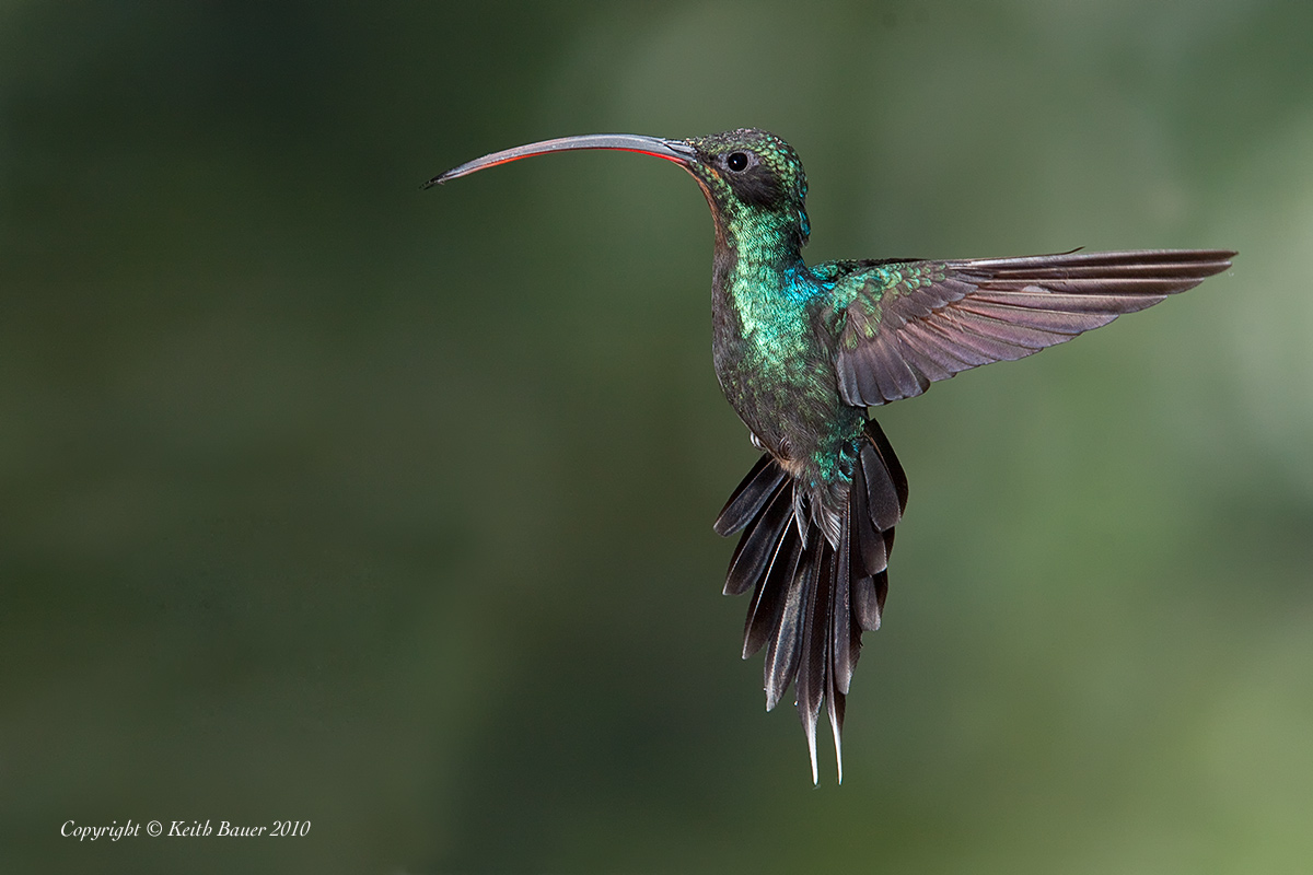 Green Hermit