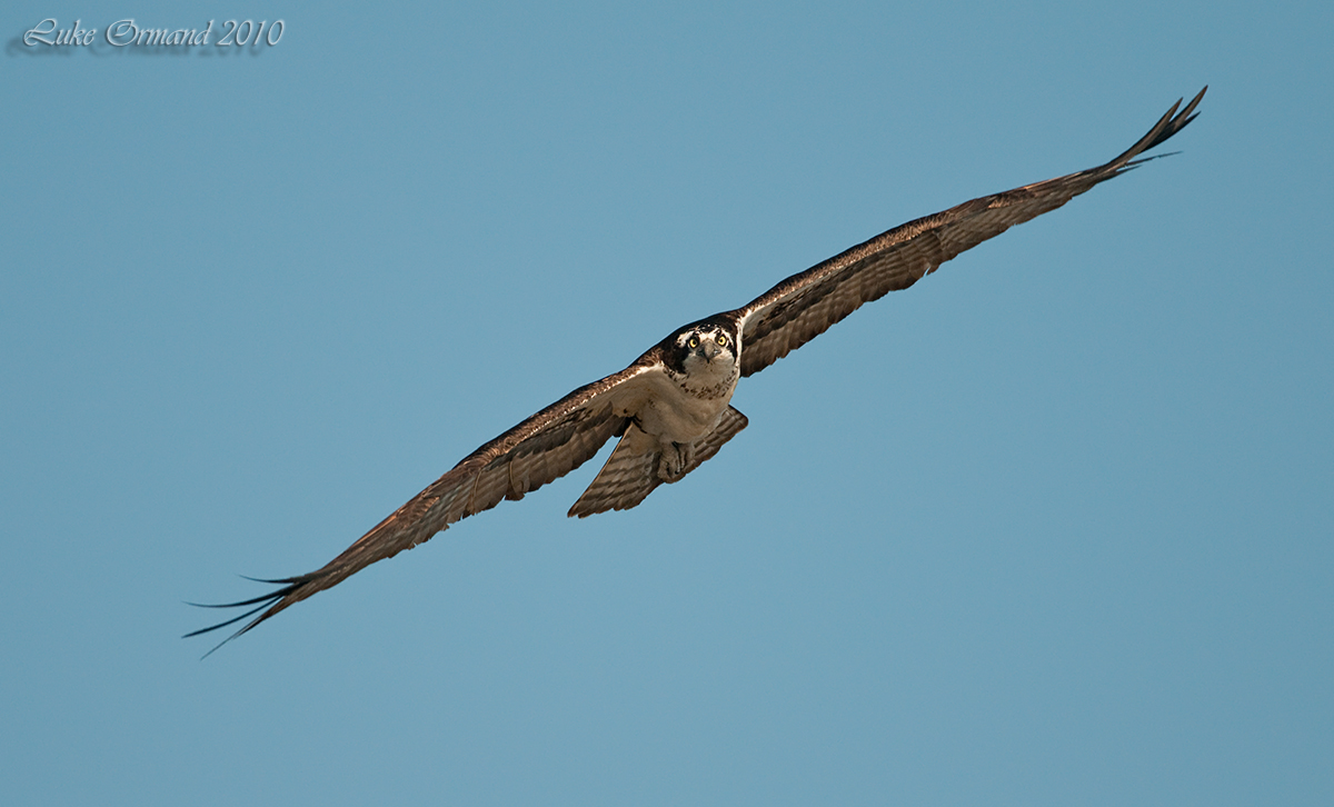 Osprey