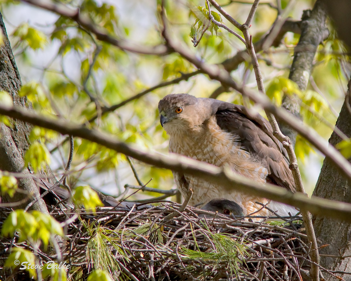 Cooper's Hawk Nest