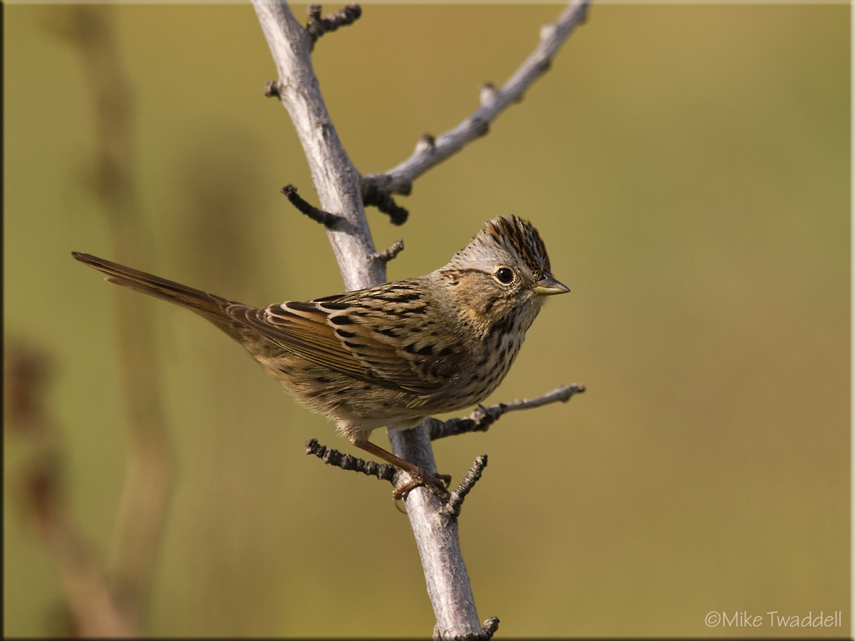 Lincoln's Sparrow