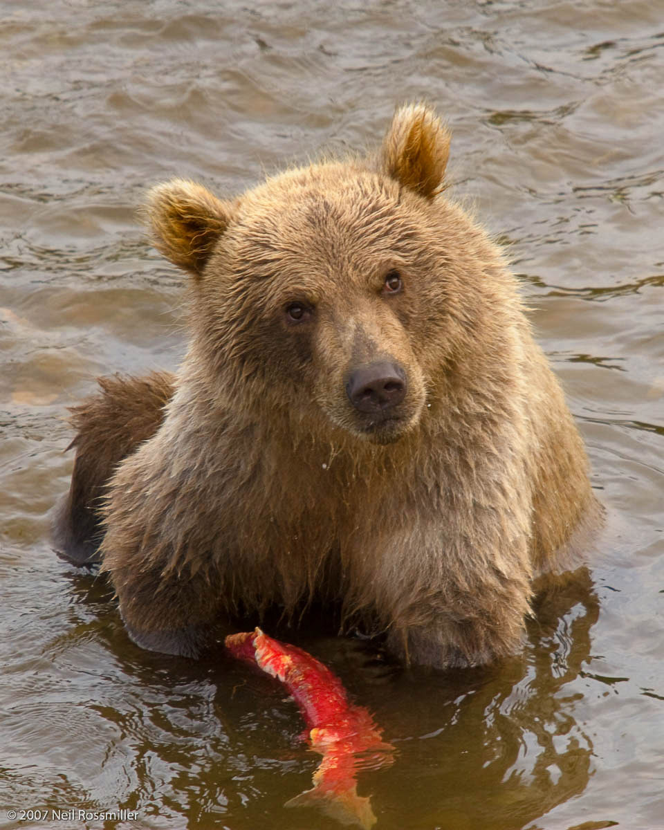 Bear cub and Salmon