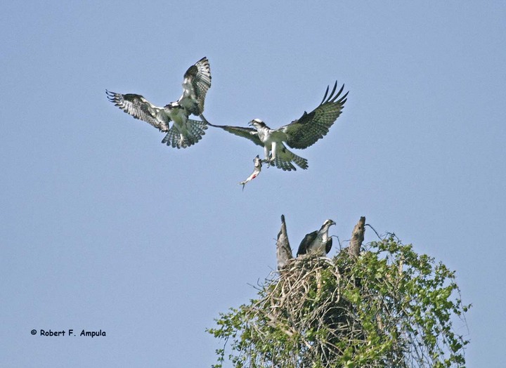 Ospreys a trois