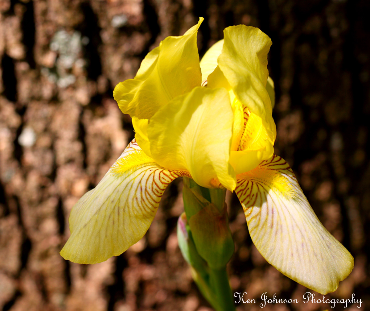 Yellow Iris