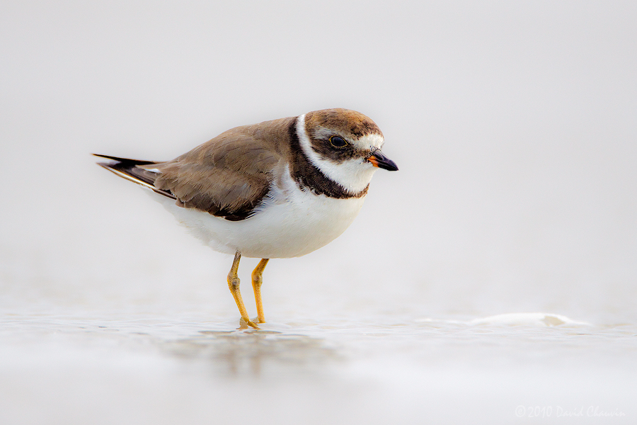 Semipalmated Plover