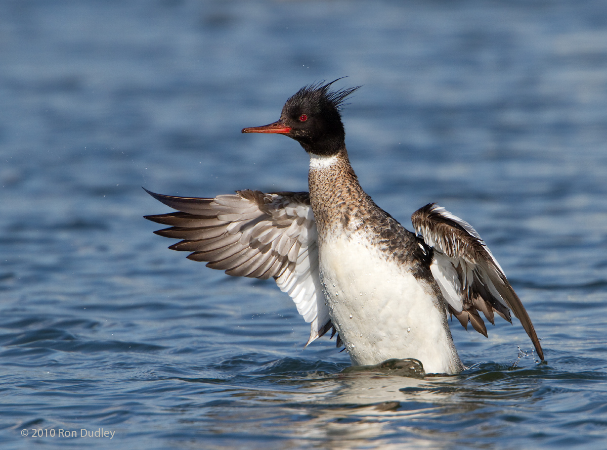 Red-breasted Merganser