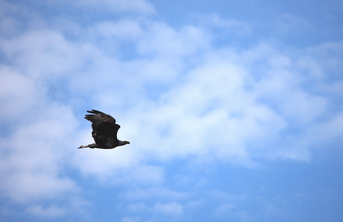 1st Bald Eagle 