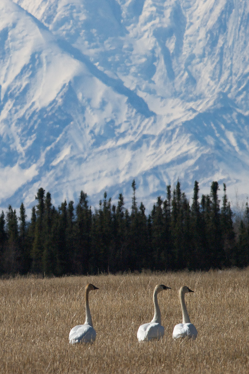 Swans and Alaska Range