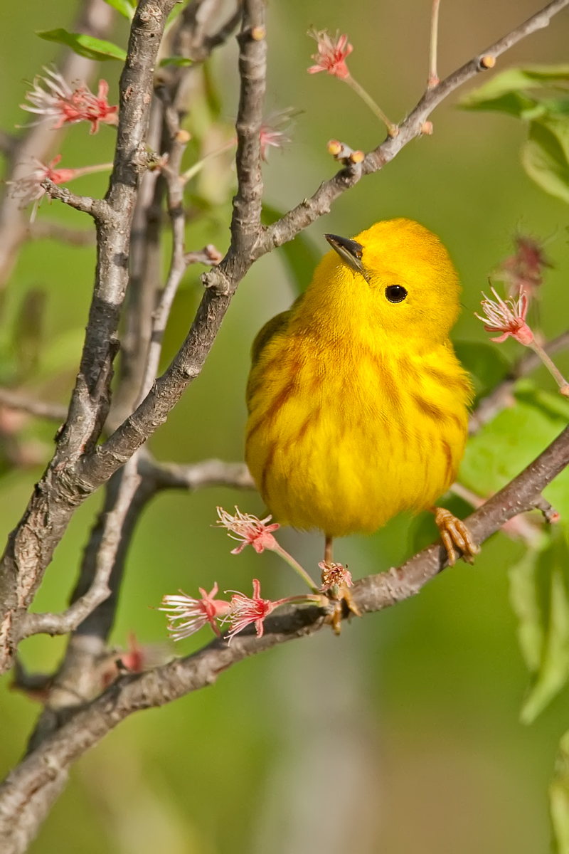 Yellow Warbler