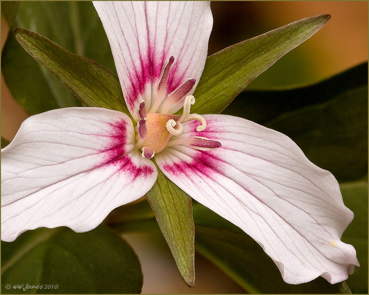 Painted Trillium