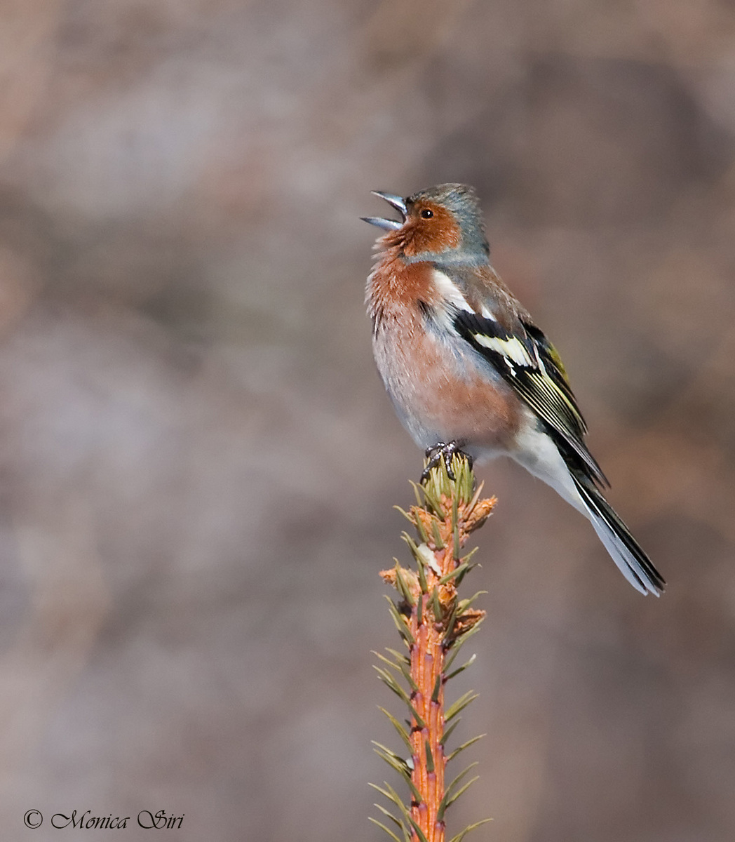 Chaffinch
