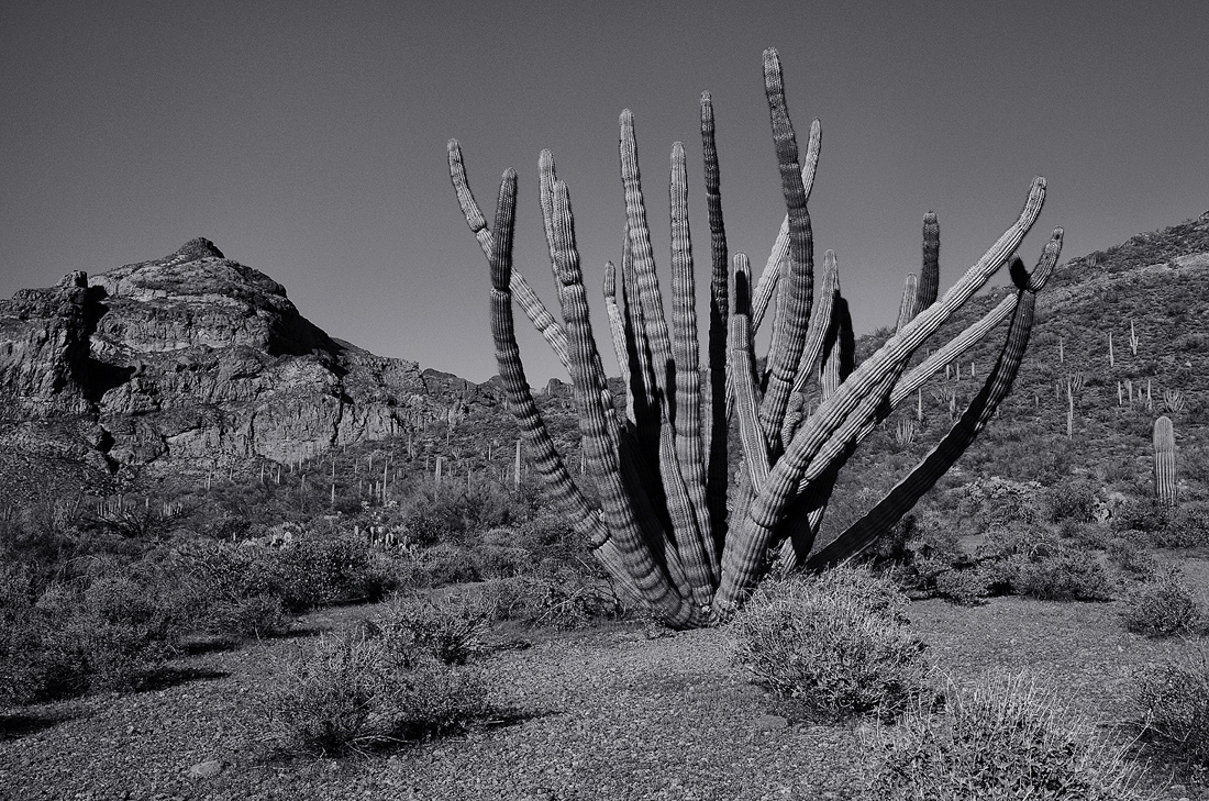 Organ Pipe + re-post