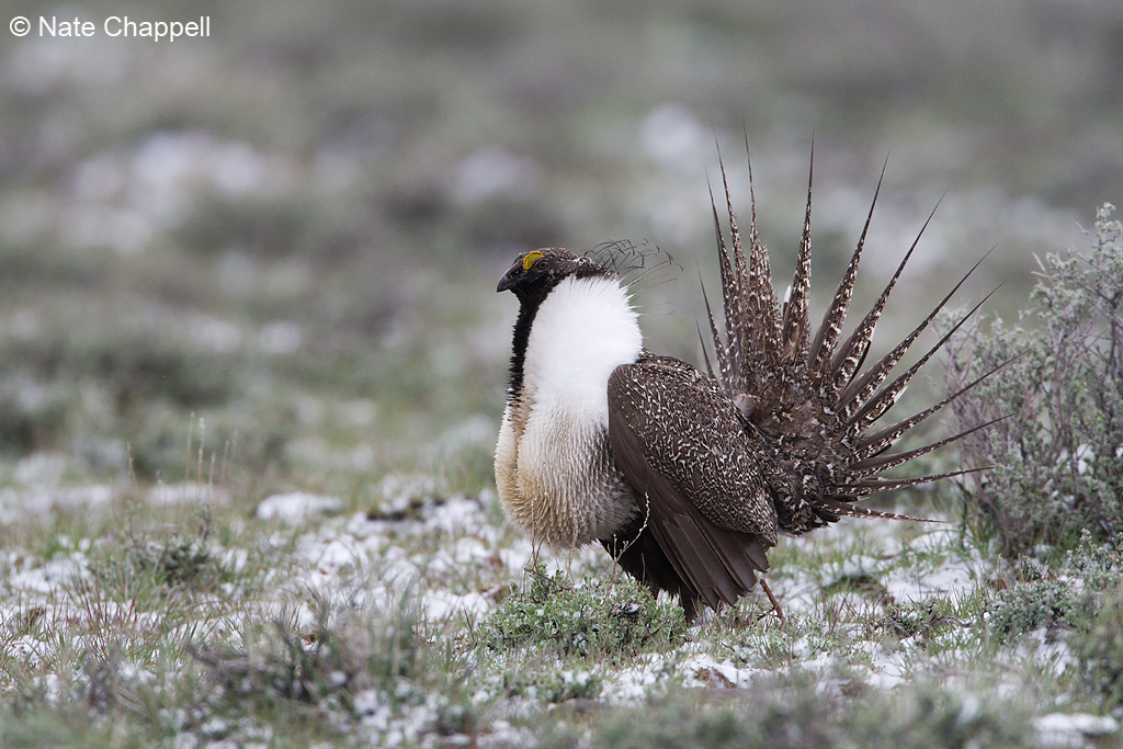 Sage Grouse