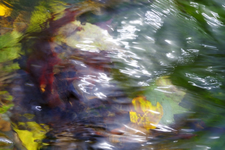 Dreamy Moss