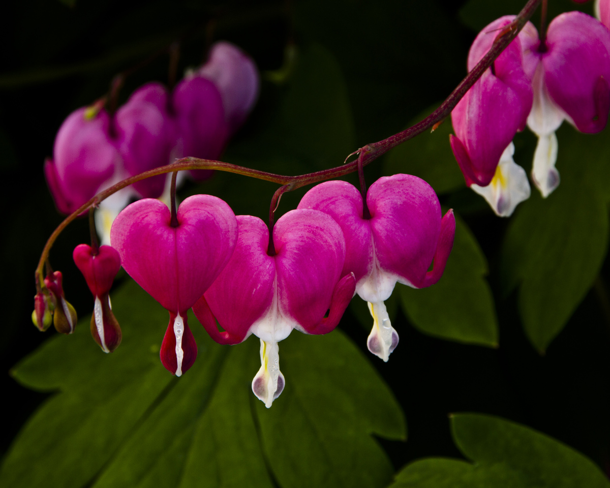 Bleeding Hearts